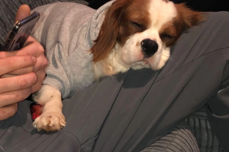 Cavalier King Charles Spaniel