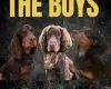 Cocker Spaniel (Show)