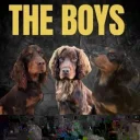 Cocker Spaniel (Show)