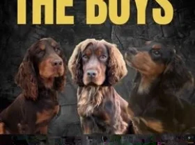 Cocker Spaniel (Show)