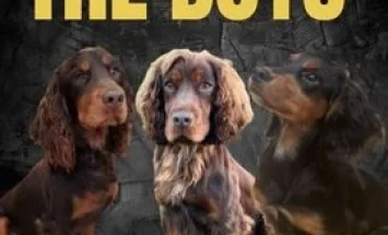 Cocker Spaniel (Show)