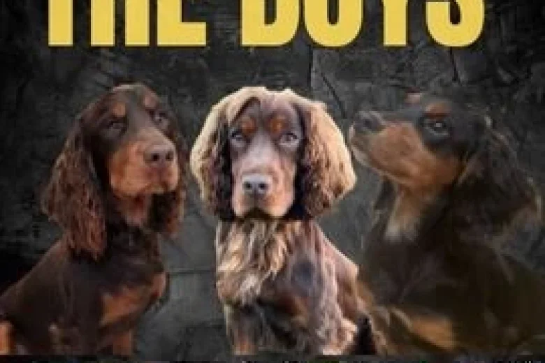Cocker Spaniel (Show)