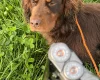 Cocker Spaniel (Show)