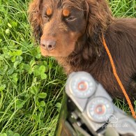 Cocker Spaniel (Working & Show)