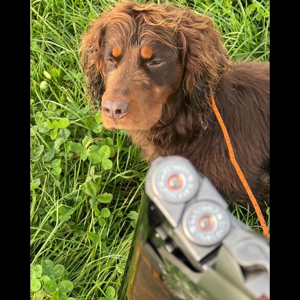 Cocker Spaniel (Working &amp; Show)