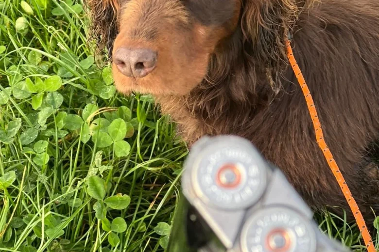 Cocker Spaniel (Show)