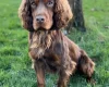 Cocker Spaniel (Show)