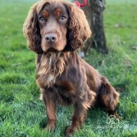 Cocker Spaniel (Working & Show)