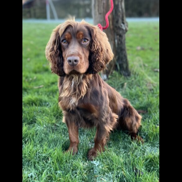 Cocker Spaniel (Working &amp; Show)