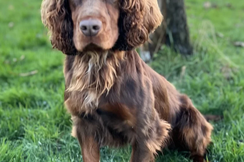 Cocker Spaniel (Show)