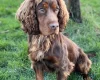Cocker Spaniel (Show)