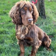 Cocker Spaniel (Working & Show)