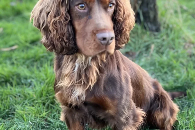 Cocker Spaniel (Show)