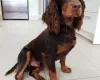 Cocker Spaniel (Show)