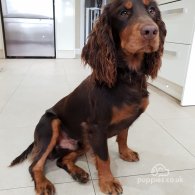 Cocker Spaniel (Working & Show)