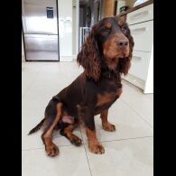 Cocker Spaniel (Working &amp; Show)