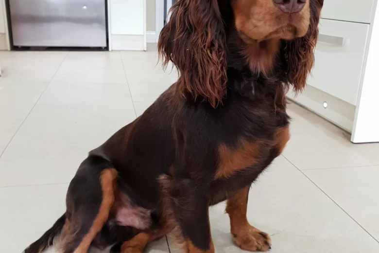 Cocker Spaniel (Show)
