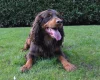 Cocker Spaniel (Show)