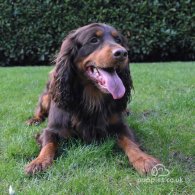 Cocker Spaniel (Working & Show)