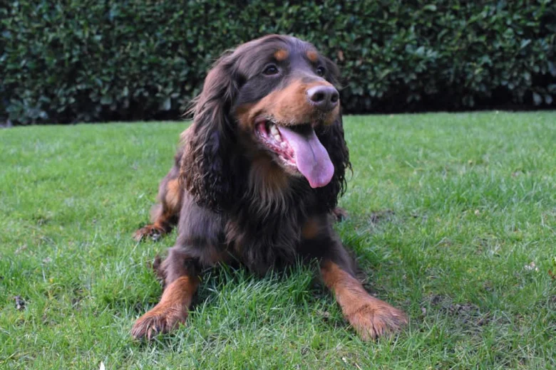 Cocker Spaniel (Show)