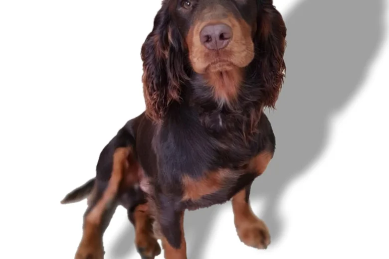 Cocker Spaniel (Show)