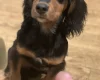 Cocker Spaniel (Show)