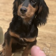 Cocker Spaniel (Working & Show)