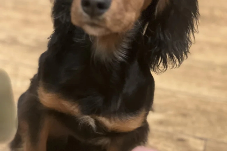 Cocker Spaniel (Show)