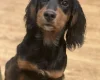 Cocker Spaniel (Show)