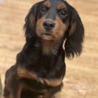 Cocker Spaniel (Working & Show)