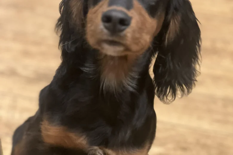 Cocker Spaniel (Show)