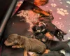 Dachshund (Smooth Haired)
