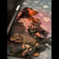 Dachshund (Smooth Haired)