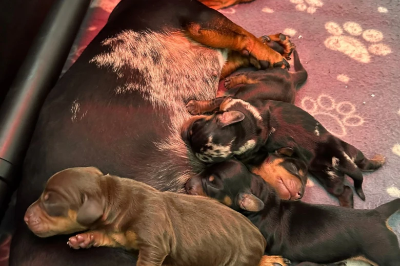 Dachshund (Smooth Haired)
