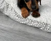 Dachshund (Smooth Haired)