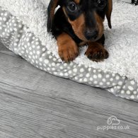 Dachshund (Standard & Miniature)