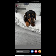Dachshund (Smooth Haired)