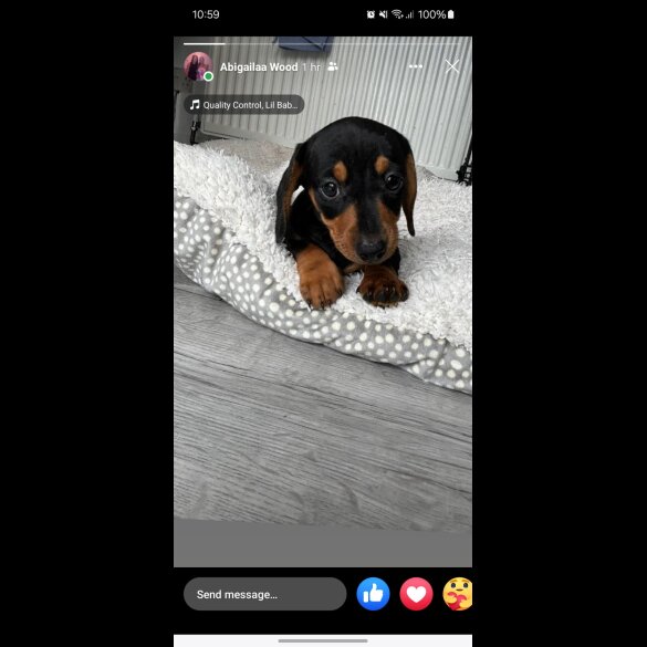 Dachshund (Smooth Haired)