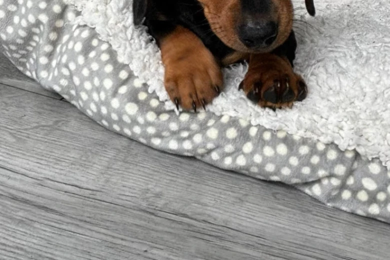 Dachshund (Smooth Haired)