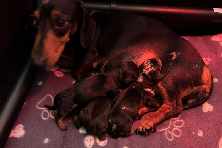 Dachshund (Smooth Haired)