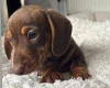 Dachshund (Smooth Haired)