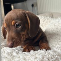 Dachshund (Standard & Miniature)