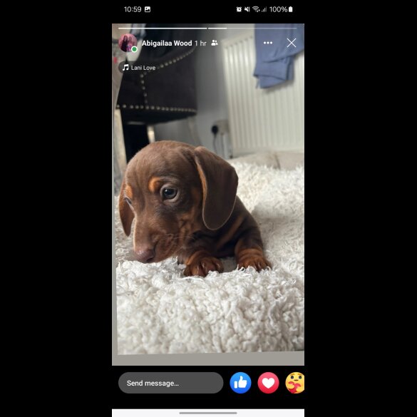 Dachshund (Smooth Haired)