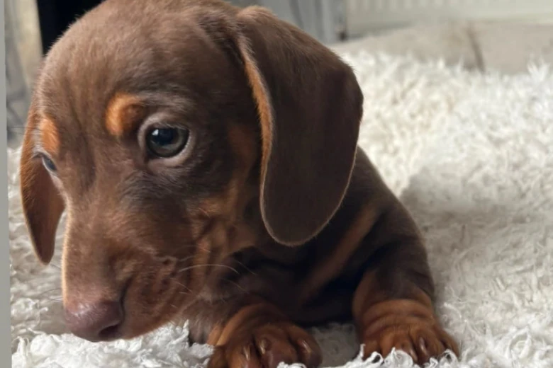 Dachshund (Smooth Haired)