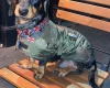 Dachshund (Smooth Haired)