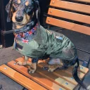 Dachshund (Smooth Haired)