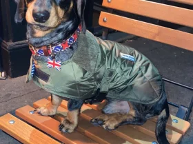 Dachshund (Smooth Haired)