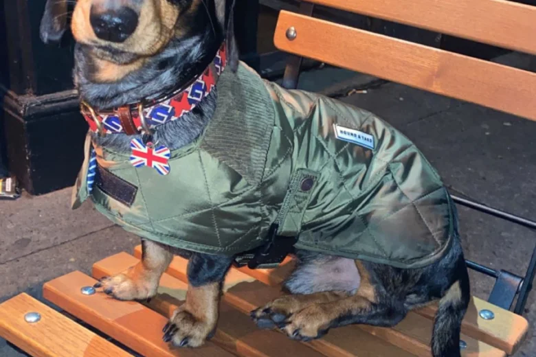 Dachshund (Smooth Haired)