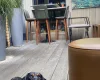 Dachshund (Smooth Haired)