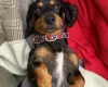 Dachshund (Smooth Haired)